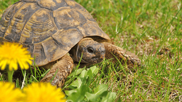 Želva zelenavá (2)